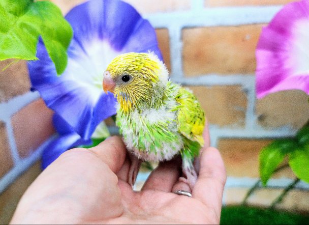 セキセイインコ