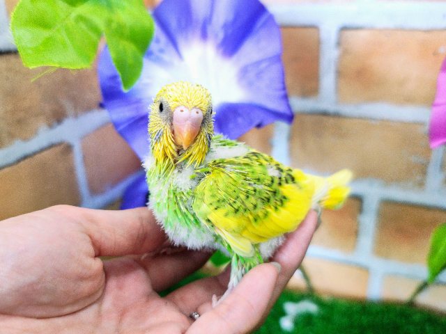 セキセイインコ
