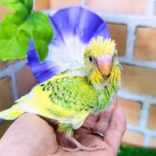 ひまわりカラー🌻セキセイインコのヒナ(グリーンパイド)入荷しました❤️