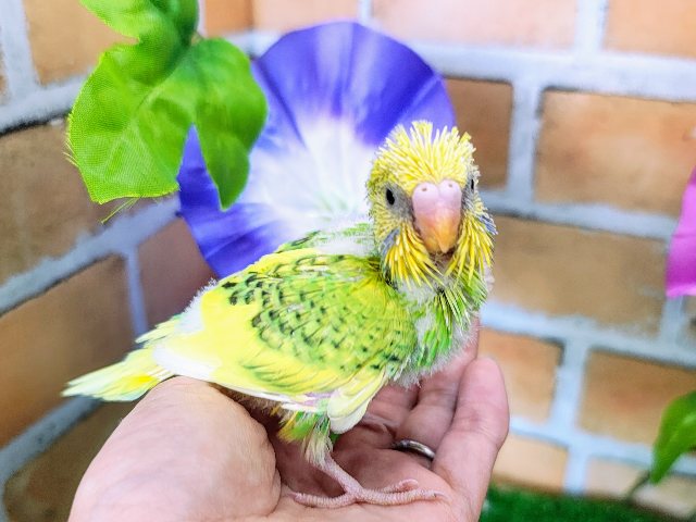 ひまわりカラー🌻セキセイインコのヒナ(グリーンパイド)入荷しました❤️