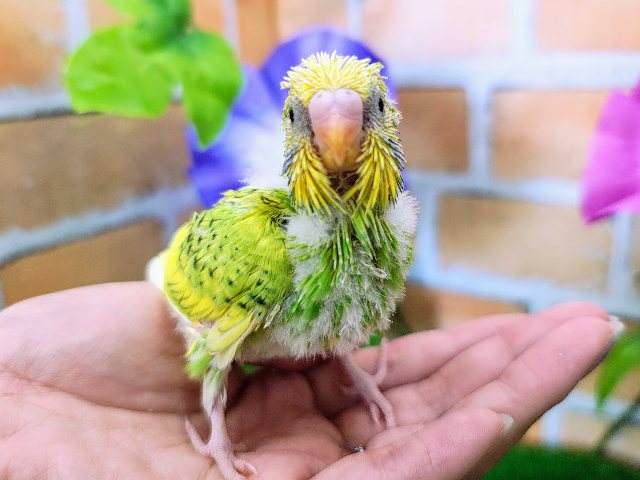 セキセイインコ