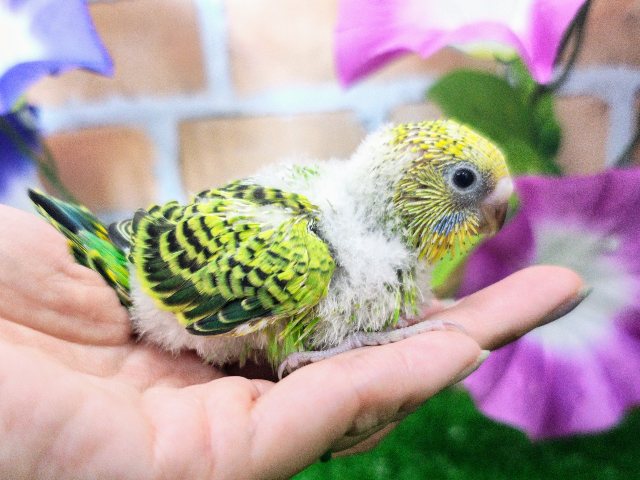 セキセイインコ