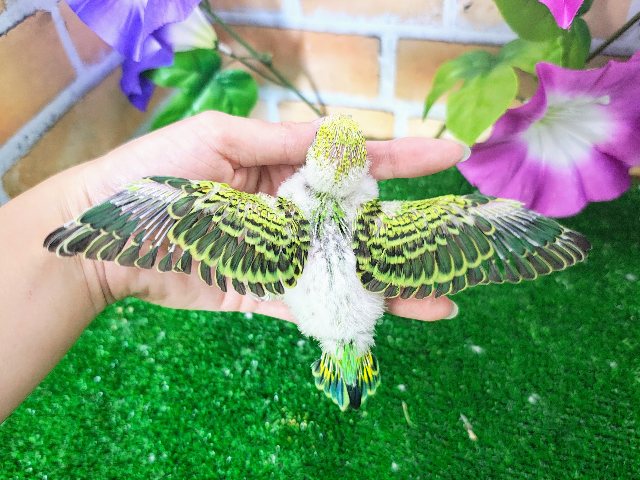 最新画像更新♡黒多めでハッキリ✨セキセイインコのヒナ(グリーンオパーリン)入荷しました❤️ セキセイインコ