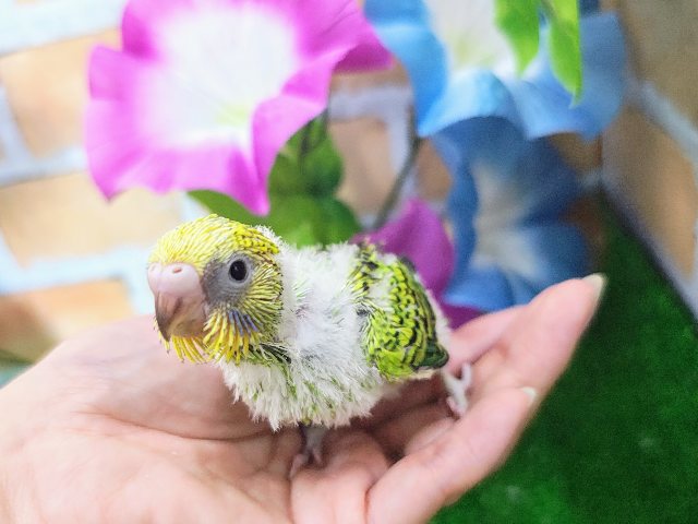 最新画像更新♡黒多めでハッキリ✨セキセイインコのヒナ(グリーンオパーリン)入荷しました❤️ セキセイインコ