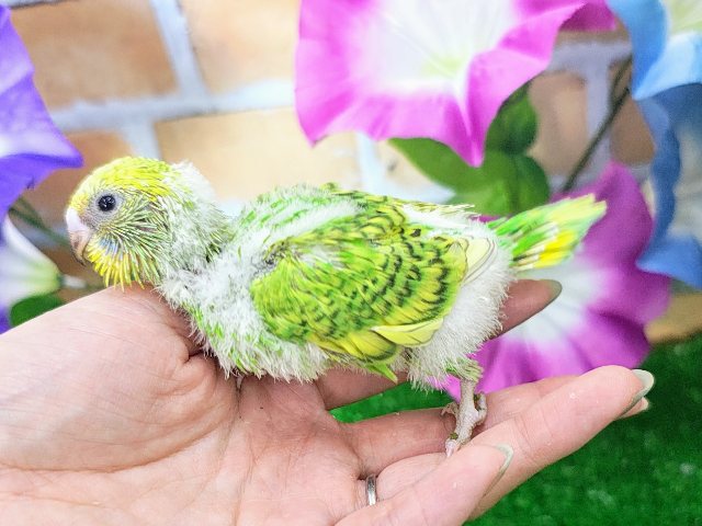 セキセイインコ