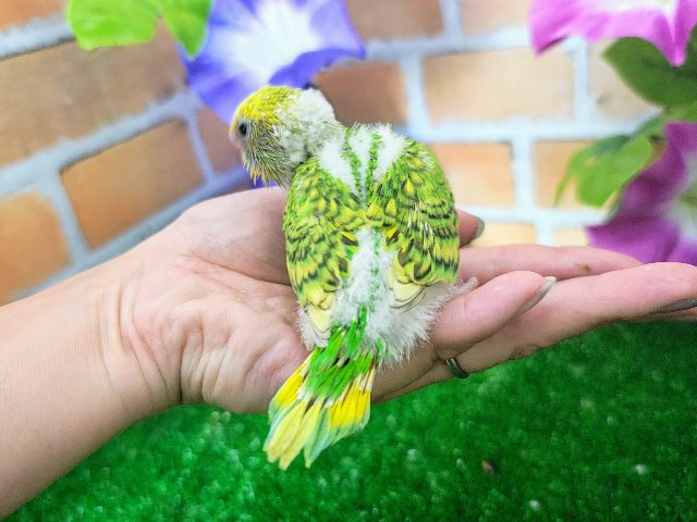 セキセイインコ