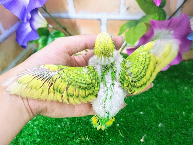 セキセイインコ