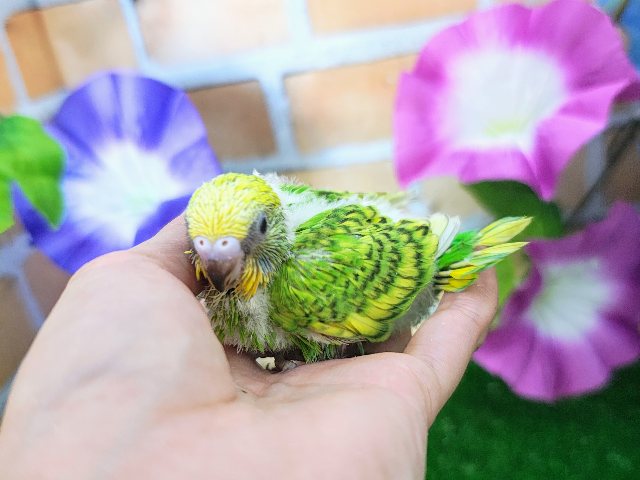 スパンコール柄✨セキセイインコのヒナ(グリーンスパングル)入荷しました❤️