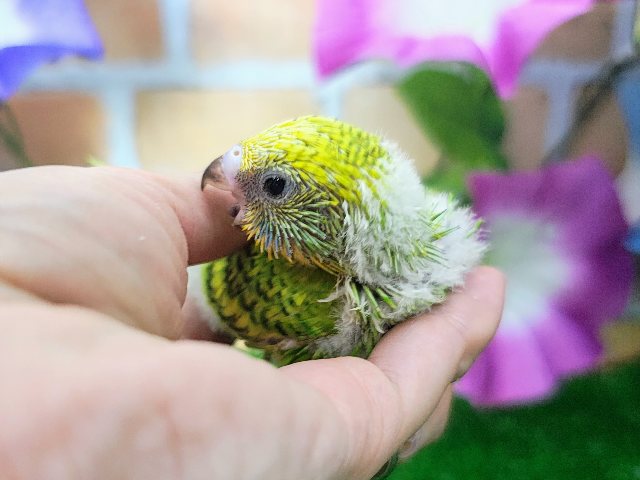 セキセイインコ