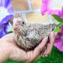 可愛すぎて注目浴びちゃう💓‪オカメインコのヒナ(ホワイトフェイスシナモンパール)入荷しました❤️