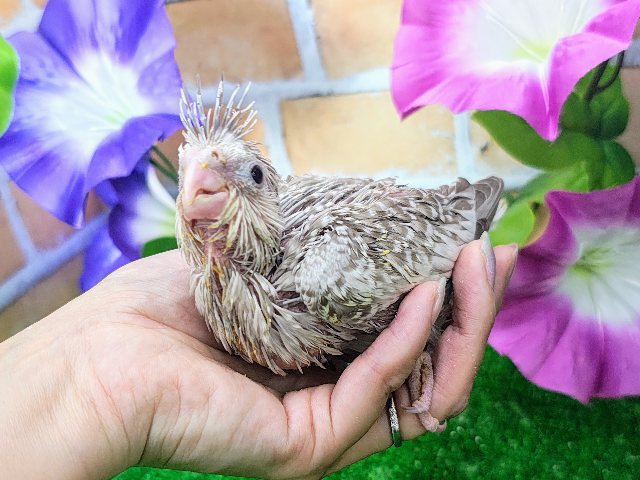 可愛すぎて注目浴びちゃう💓‪オカメインコのヒナ(ホワイトフェイスシナモンパール)入荷しました❤️