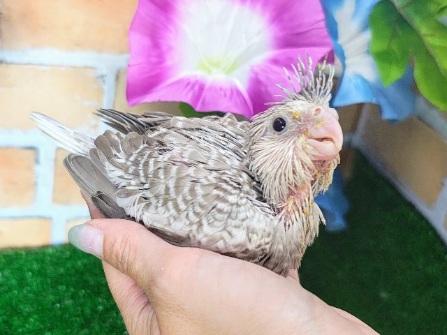 オカメインコ