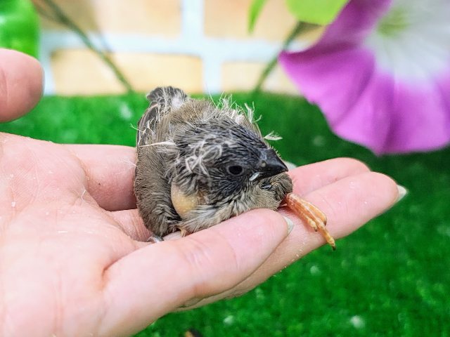 錦花鳥（キンカチョウ）