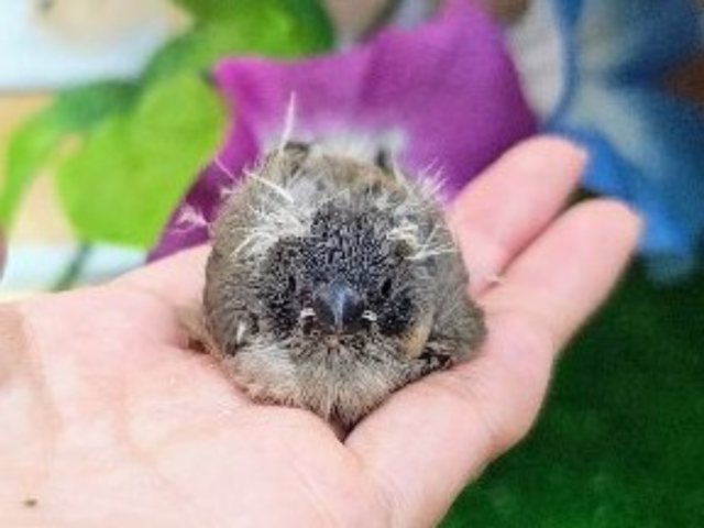 錦花鳥（キンカチョウ）