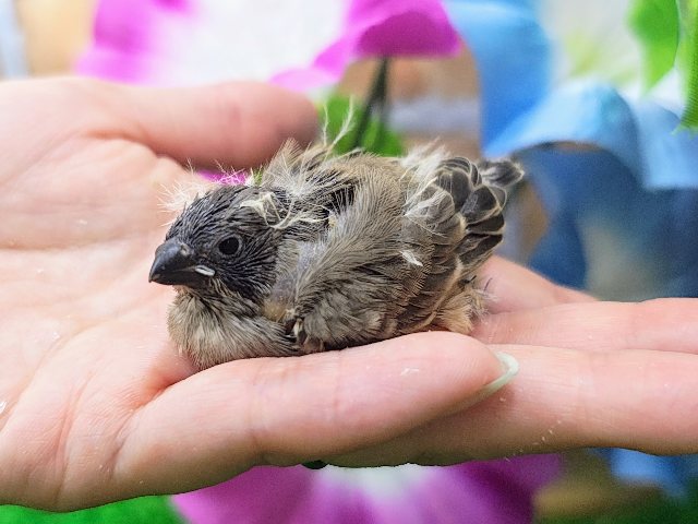 錦花鳥（キンカチョウ）