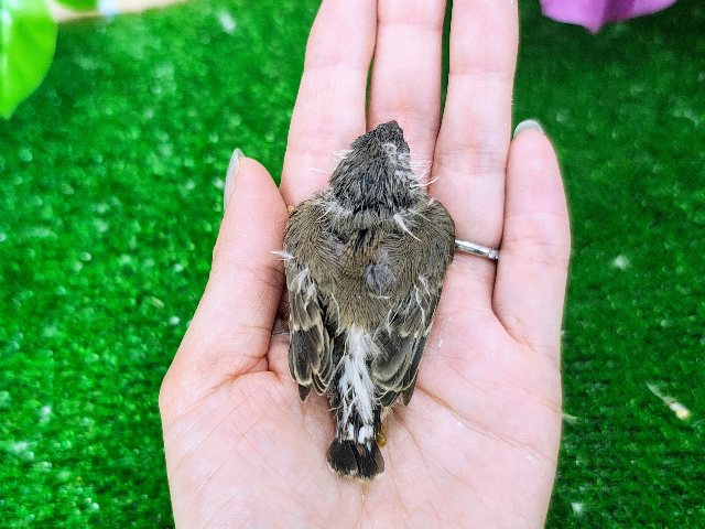 錦花鳥（キンカチョウ）