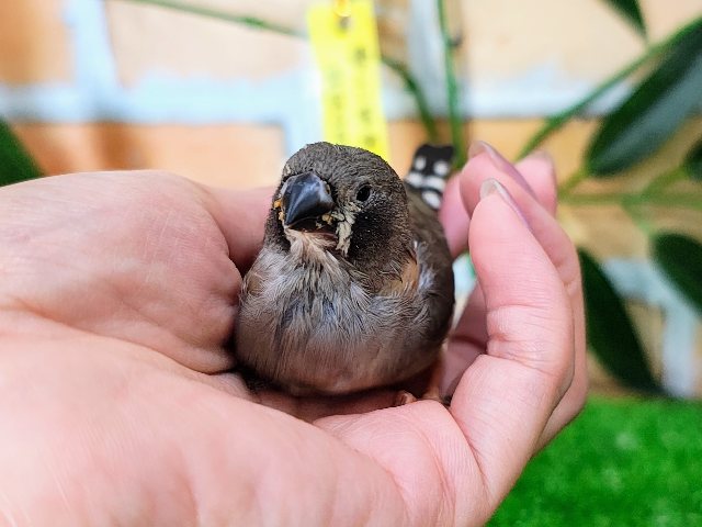 最新画像更新❤️ツンツンヘアーは今だけなの♡ブラックチークキンカ鳥のヒナ入荷しました❤️