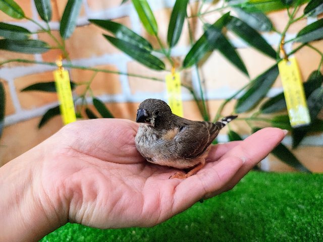 錦花鳥（キンカチョウ）