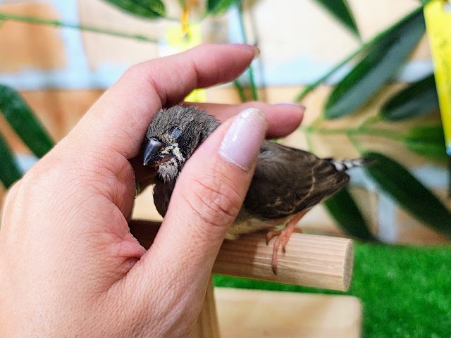 錦花鳥（キンカチョウ）