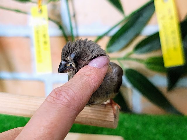 錦花鳥（キンカチョウ）