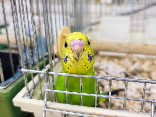 最新画像更新♡黒多めでハッキリ✨セキセイインコのヒナ(グリーンオパーリン)入荷しました❤️ セキセイインコ