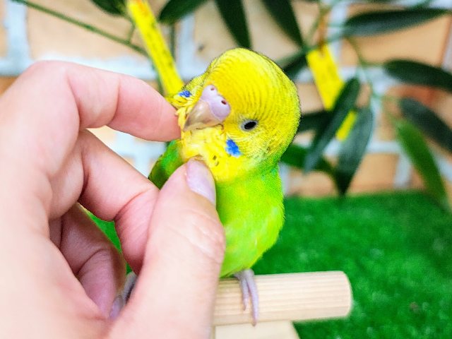 最新画像更新♡黒多めでハッキリ✨セキセイインコのヒナ(グリーンオパーリン)入荷しました❤️ セキセイインコ