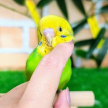 最新画像更新♡黒多めでハッキリ✨セキセイインコのヒナ(グリーンオパーリン)入荷しました❤️