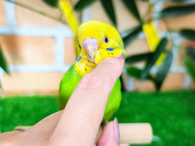 最新画像更新♡黒多めでハッキリ✨セキセイインコのヒナ(グリーンオパーリン)入荷しました❤️ 最新画像更新♡黒多めでハッキリ✨セキセイインコのヒナ(グリーンオパーリン)入荷しました❤️