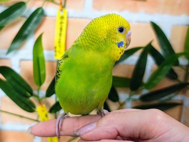 セキセイインコ
