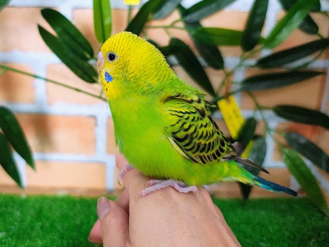 セキセイインコ
