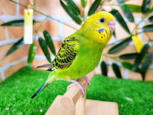 最新画像更新♡黒多めでハッキリ✨セキセイインコのヒナ(グリーンオパーリン)入荷しました❤️ セキセイインコ