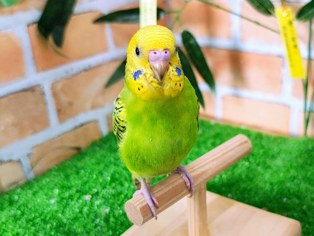 セキセイインコ