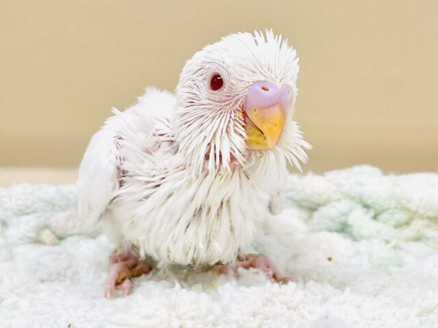 まっ白天使ちゃんやってきたよ︎🤍︎セキセイインコ（アルビノ）ヒナ