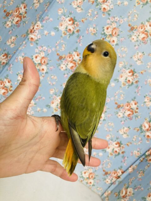 コザクラインコ（小桜インコ）