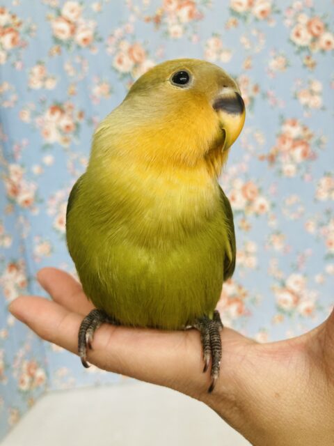 コザクラインコ（小桜インコ）