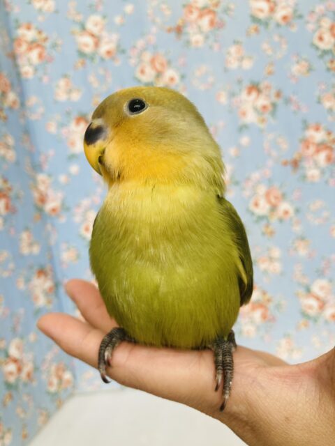 コザクラインコ（小桜インコ）