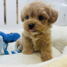 僕のファンクラブあるのぉ〜？ミックス犬くん(トイプードル×マルチーズ)