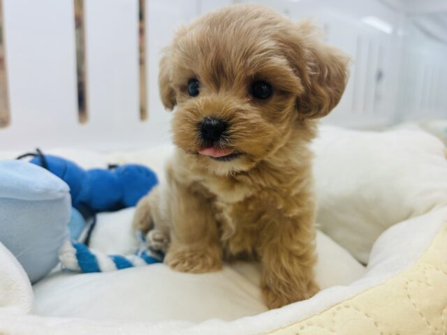 僕のファンクラブあるのぉ〜？ミックス犬くん(トイプードル×マルチーズ)