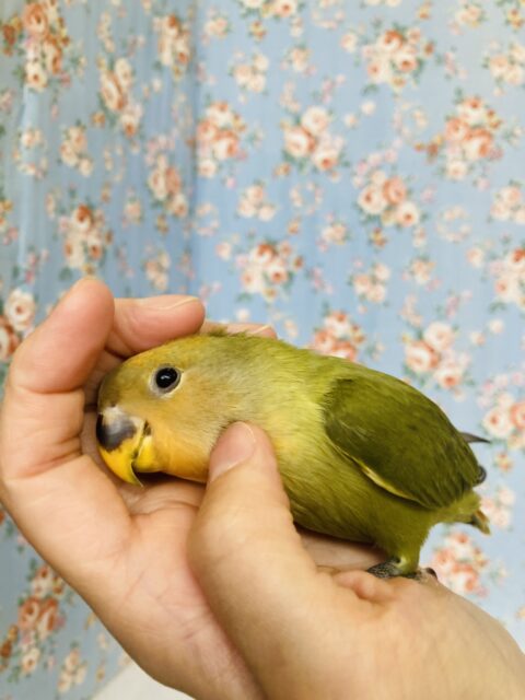コザクラインコ（小桜インコ）