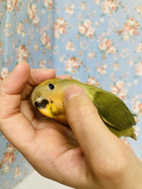 コザクラインコ（小桜インコ）