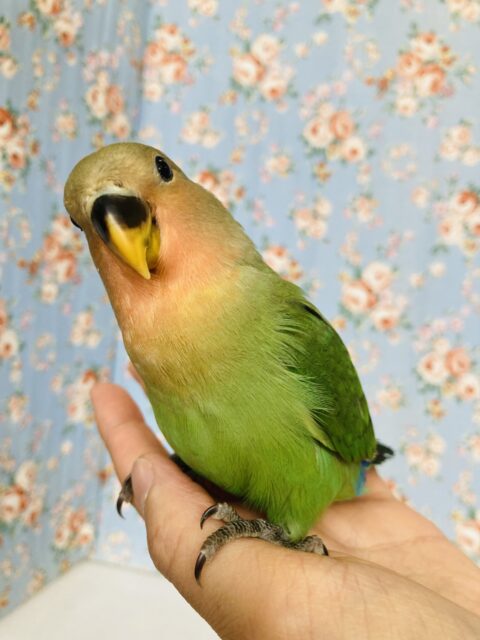 コザクラインコ（小桜インコ）