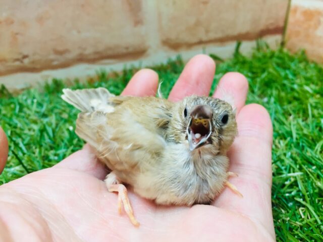 錦花鳥（キンカチョウ）