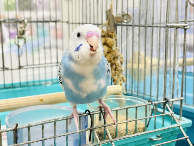 セキセイインコ