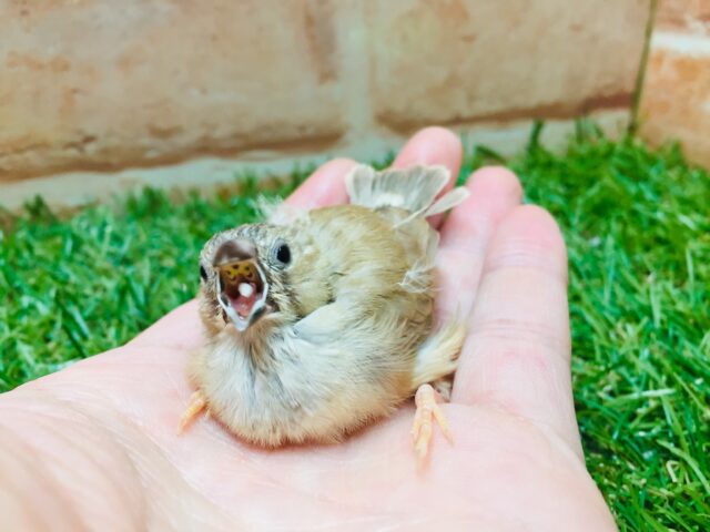 錦花鳥（キンカチョウ）