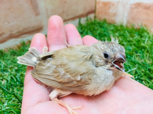 錦花鳥（キンカチョウ）