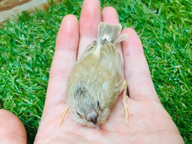 錦花鳥（キンカチョウ）