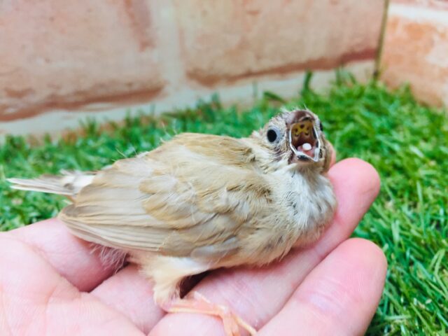 錦花鳥（キンカチョウ）