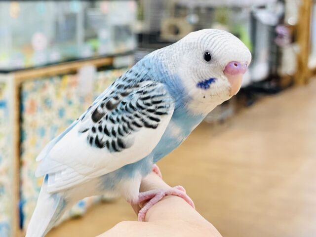 【最新画像】カゴデビューしたよ🧚‍♀️💫セキセイインコ（パイド）ヒナ