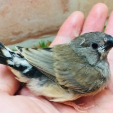 可愛い鳴き声で猛アピール💗💗💗　キンカチョウ（ノーマル）