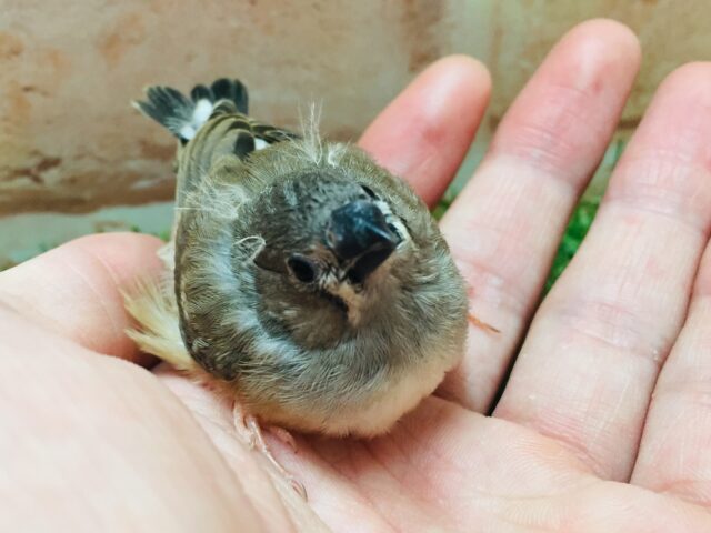 錦花鳥（キンカチョウ）